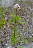 Eupatorium lindleyanum