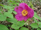 Paeonia caucasica. Цветущее растение. Краснодарский край, г. Сочи, Лазаревский р-н, окр. с. Барановка, горный лес. 30.03.2016.