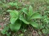 Veratrum lobelianum. Вегетирующие растения. Свердловская обл., окр. г. Североуральск, обочина просеки в елово-лиственнично-сосновом лесу. 31.05.2015.