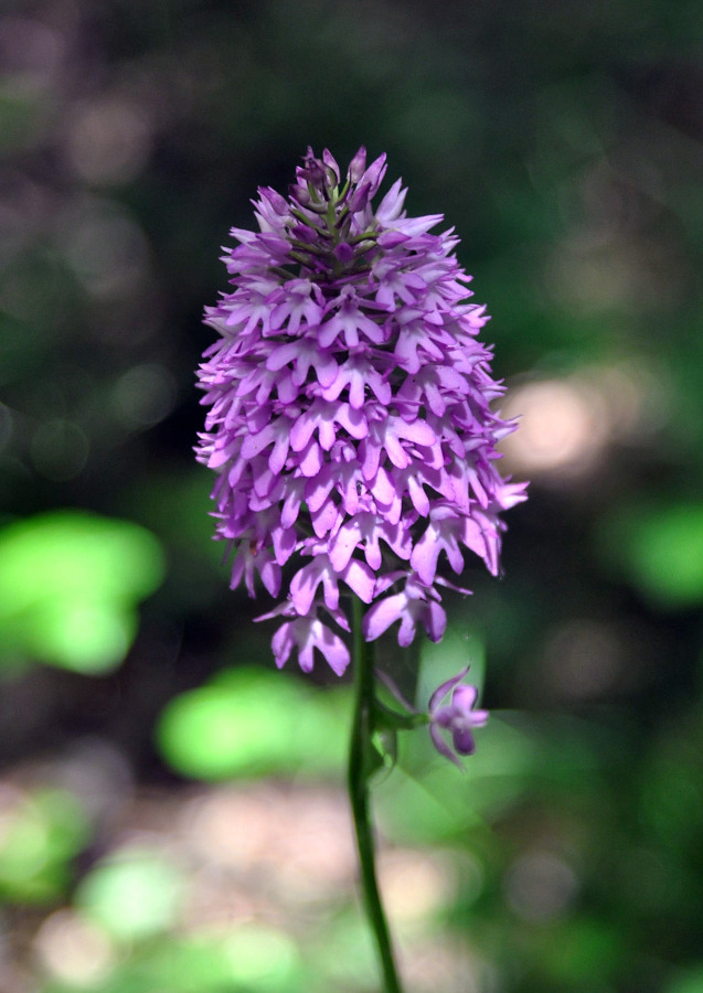 Изображение особи Anacamptis pyramidalis.