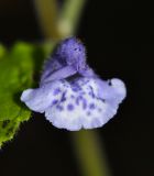 Scutellaria pekinensis