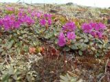 Rhododendron lapponicum