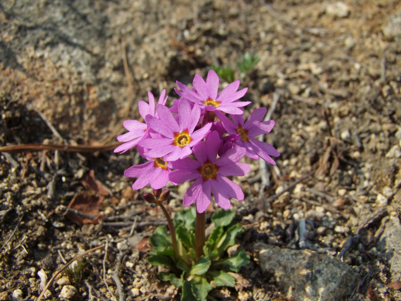 Изображение особи Primula cuneifolia.