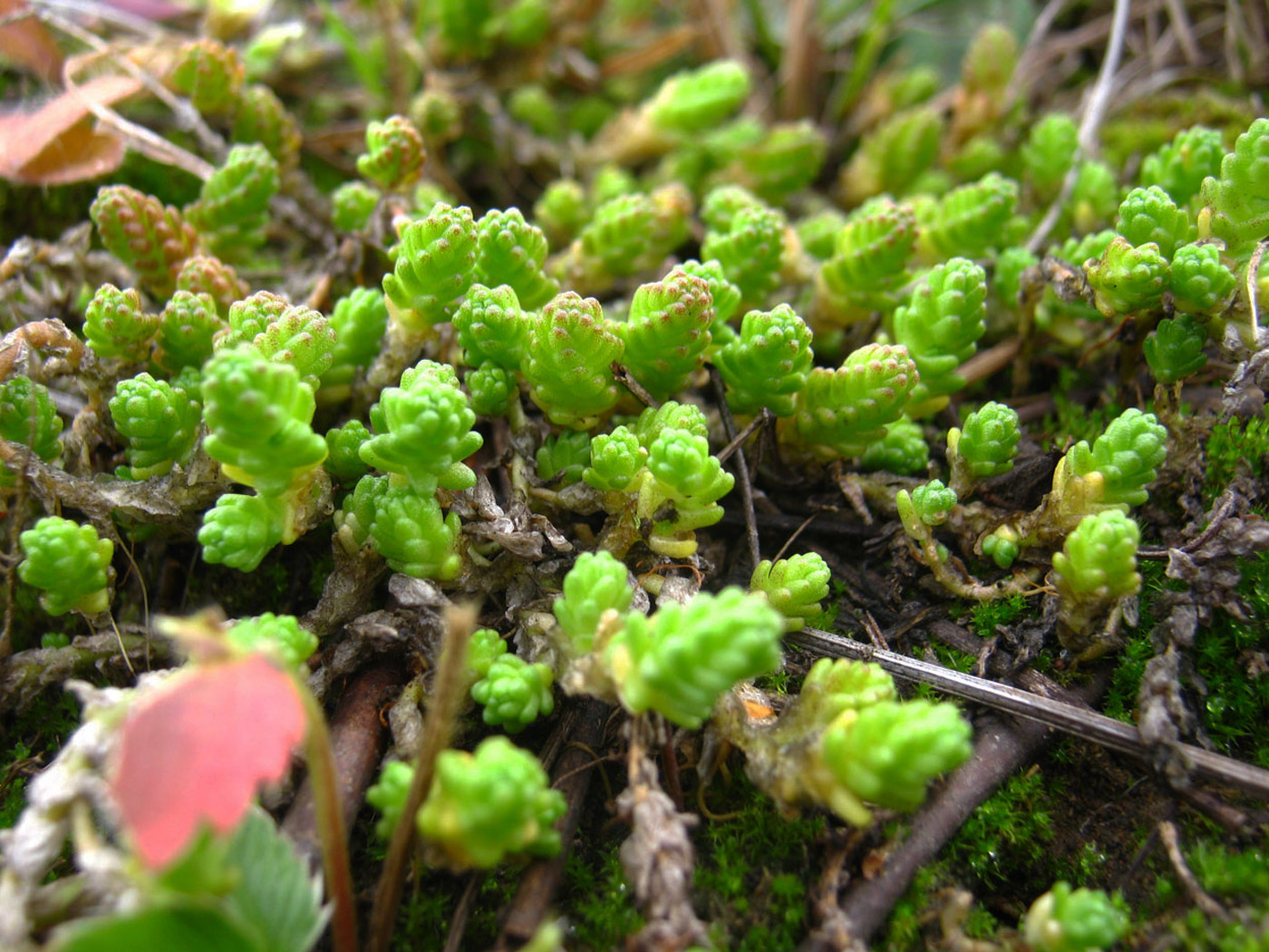 Изображение особи Sedum acre.