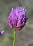 Allium inderiense