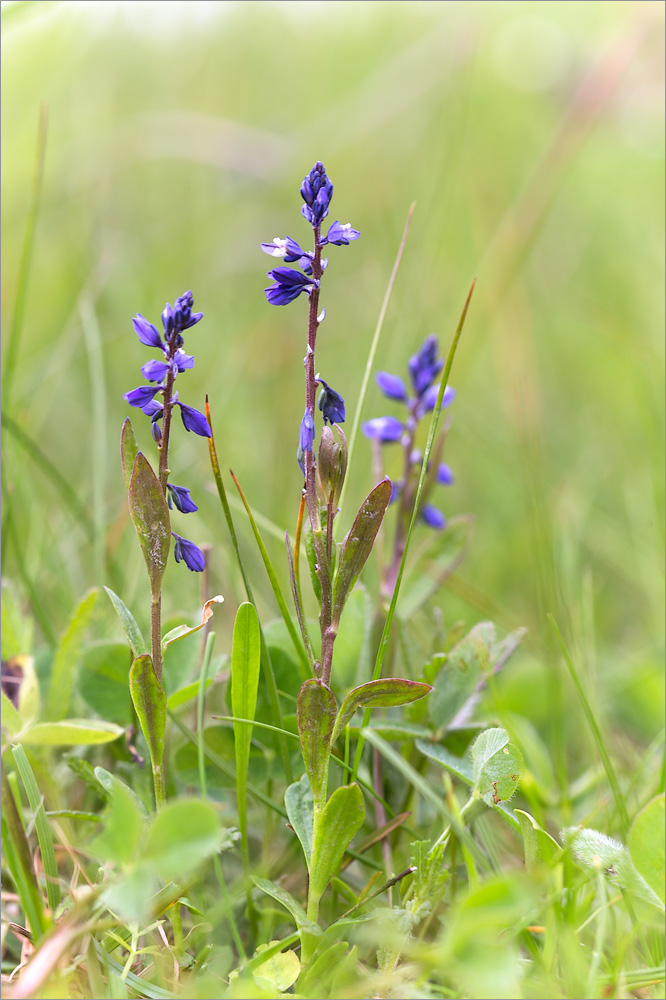 Изображение особи Polygala amarella.