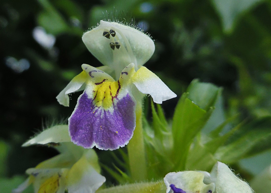 Изображение особи Galeopsis speciosa.