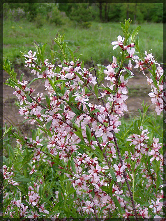 Изображение особи Amygdalus nana.