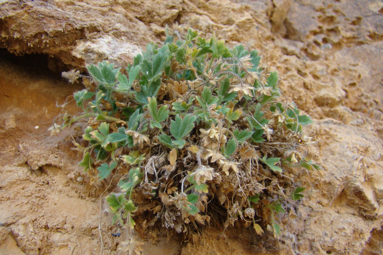 Изображение особи Potentilla kamelinii.