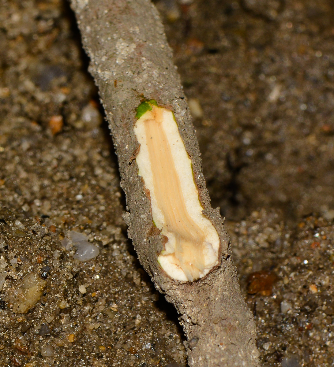 Изображение особи род Rhizophora.