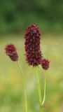 Sanguisorba officinalis