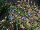 Nigella damascena