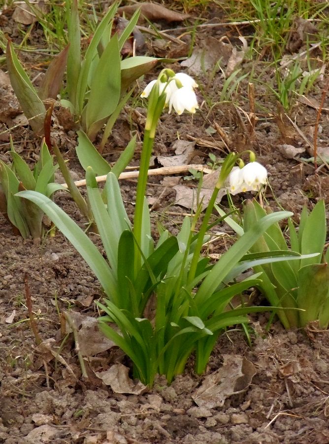 Изображение особи Leucojum vernum.