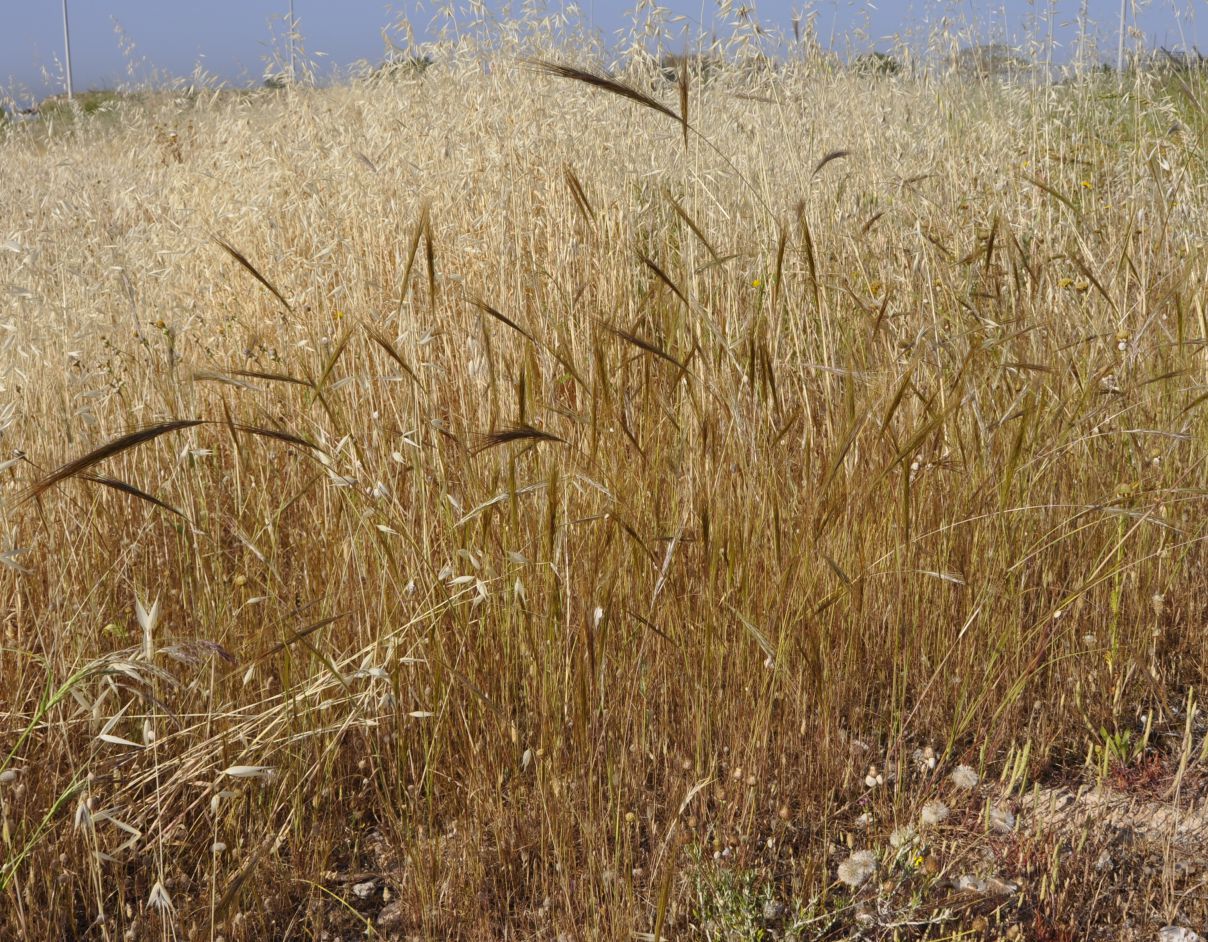 Изображение особи Stipellula capensis.