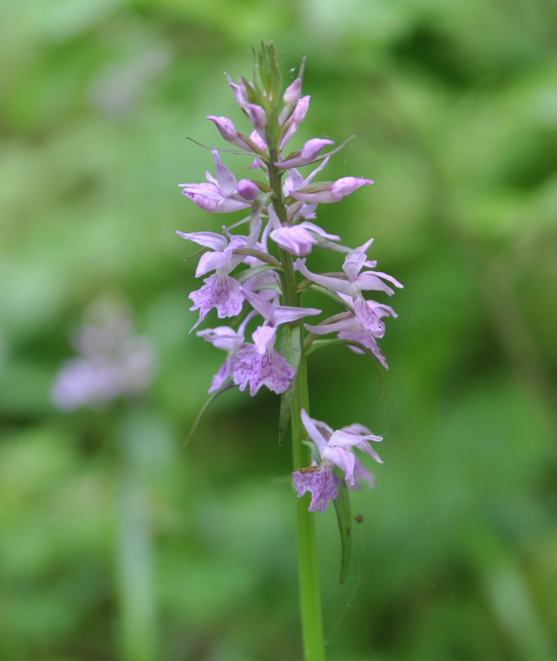 Изображение особи Dactylorhiza urvilleana.