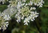 Heracleum ponticum. Часть соцветия. Республика Адыгея, Майкопский р-н, Кавказский биосферный заповедник, восточное подножие горы Фишт, территория туристского приюта \"Фишт\", выс. ок. 1590 м н.у.м., луг. 28.07.2018.