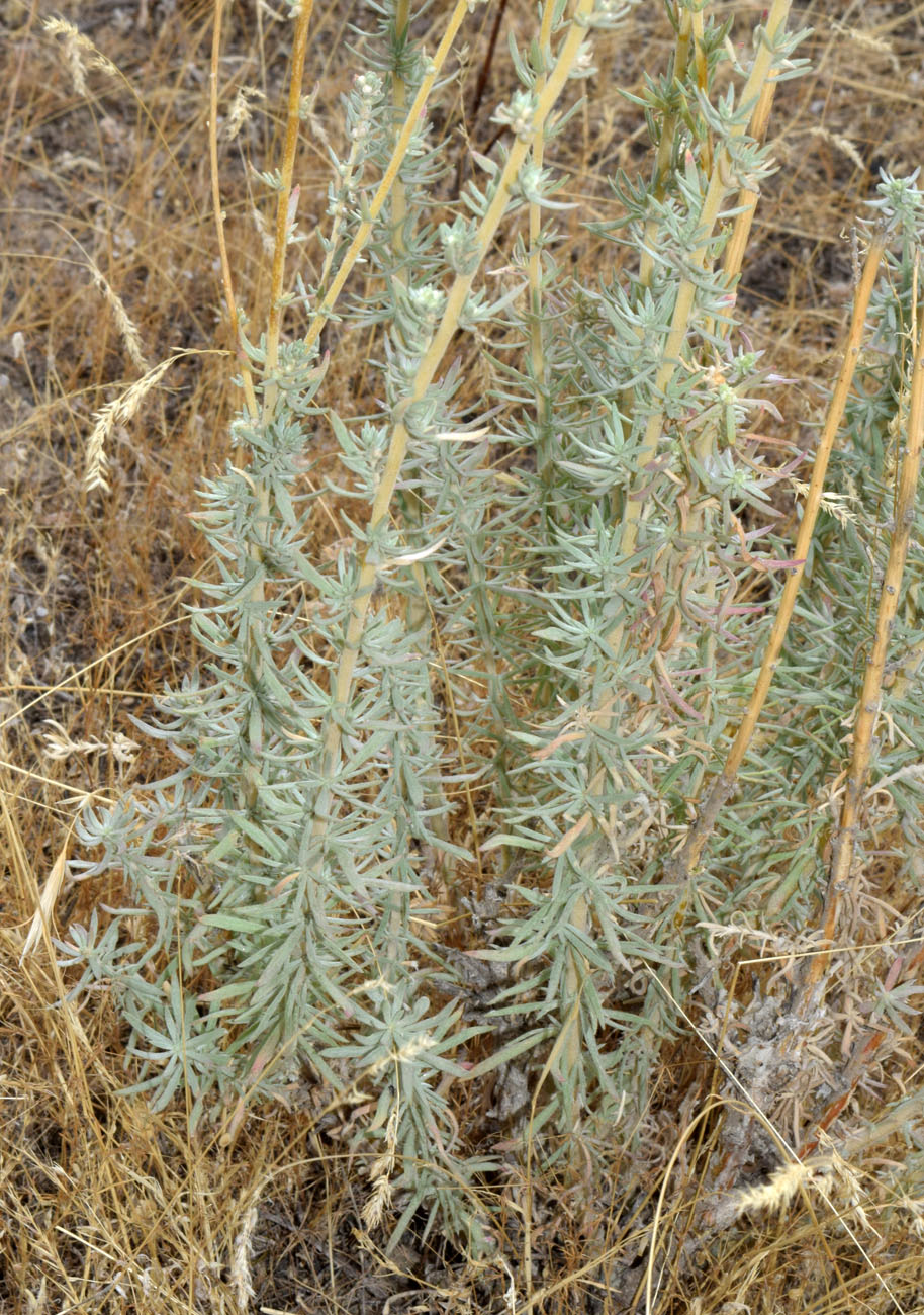 Изображение растения Bassia prostrata.