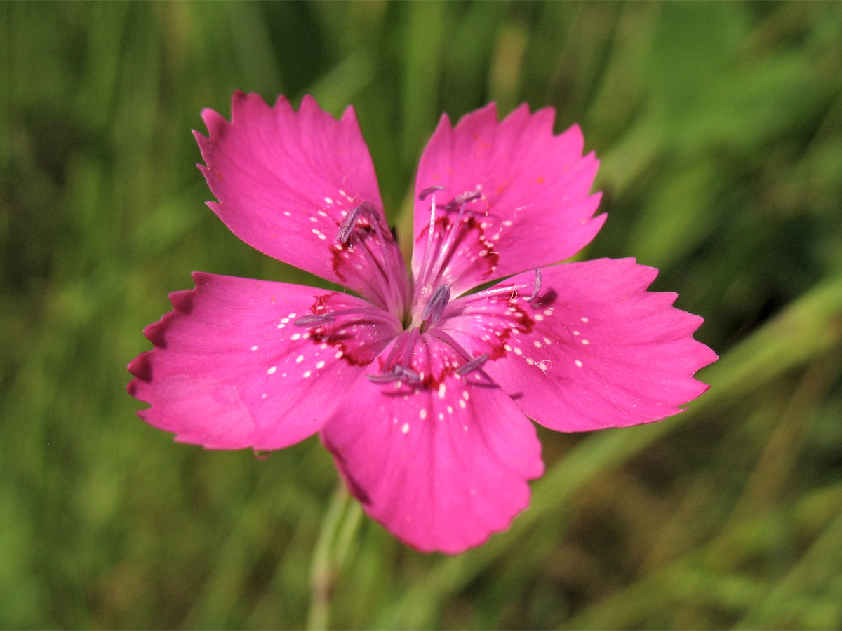 Изображение особи Dianthus deltoides.