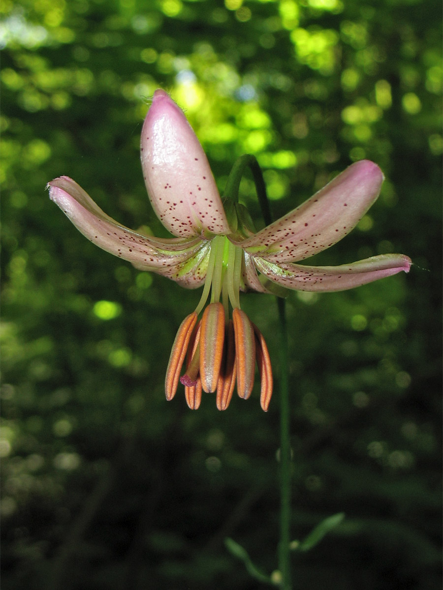 Изображение особи Lilium martagon.