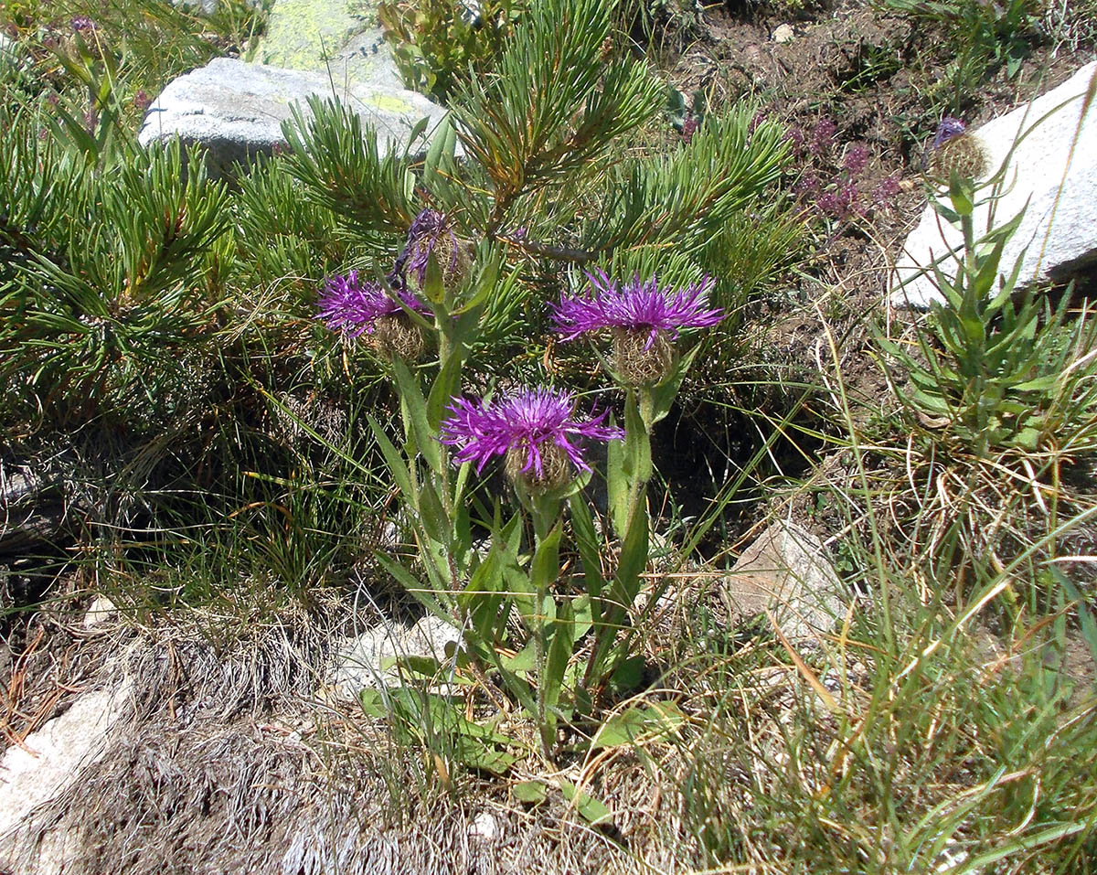 Изображение особи Centaurea nervosa.