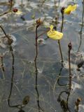 Utricularia minor. Цветоносы с цветками и бутонами, поднимающиеся над поверхностью воды. Нидерланды, провинция Drenthe, национальный парк Dwingelderveld, озерцо в понижении среди вересковой пустоши. 18 июля 2010 г.