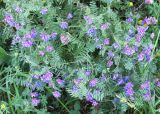 Vicia tenuifolia