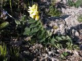 Astragalus umbellatus