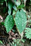 Caladium bicolor