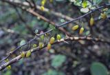 Berberis thunbergii