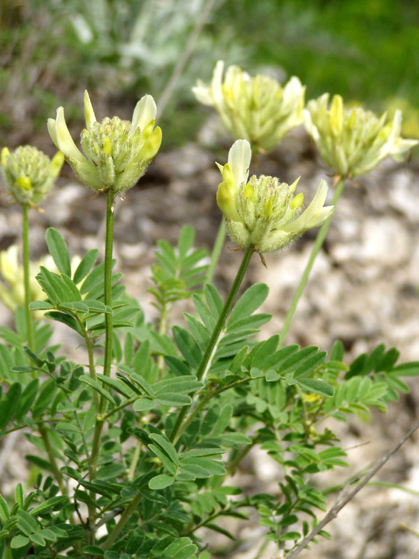 Изображение особи Astragalus zingeri.