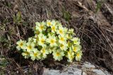 Primula vulgaris