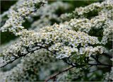 Spiraea × cinerea