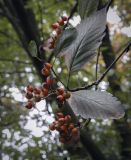 Sorbus hybrida. Верхушка плодоносящей веточки. Москва, ГБС РАН, дендрарий. 15.09.2022.