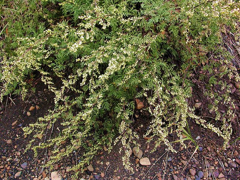Изображение особи Artemisia gmelinii.