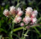 Antennaria dioica. Верхние части цветущих растений. Украина, Ивано-Франковская обл., Надворнянский р-н, природный заповедник \"Горганы\", Кливки, горный луг. 17 июня 2011 г.