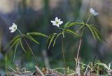 Anemone debilis. Цветущие растения. Южный Сахалин, Поронайский р-н, р. Гастелловка. 01.06.2011.