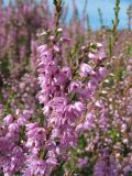 Calluna vulgaris