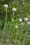 Antennaria dioica. Верхушки цветущих растений. Сахалин, Тымовский р-н, окр. с. Ясное, лиственичный лес. 30.06.2011.