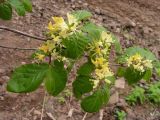 Lonicera chrysantha. Ветвь с соцветиями. Хабаровский край, Ванинский р-н, бухта Сизиман. 03.07.2010.