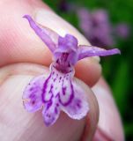 Dactylorhiza majalis. Цветок со светло-окрашенным венчиком. Украина, Ивано-Франковская обл., Надворнянский р-н, природный заповедник \"Горганы\", луг на территории усадьбы Горганского лесничества. 20 июня 2011 г.