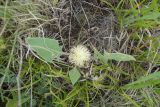 Centaurea rhizanthoides