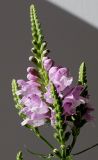 Physostegia virginiana