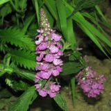 Stachys palustris