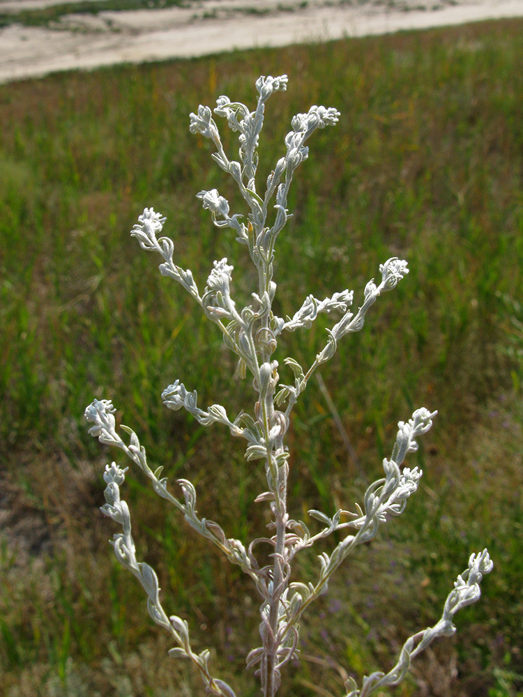 Изображение особи род Artemisia.