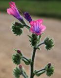 Echium plantagineum