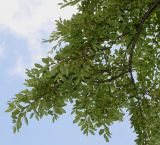 Nothofagus × alpina. Ветвь цветущего растения. Германия, г. Дюссельдорф, Ботанический сад университета. 04.05.2014.