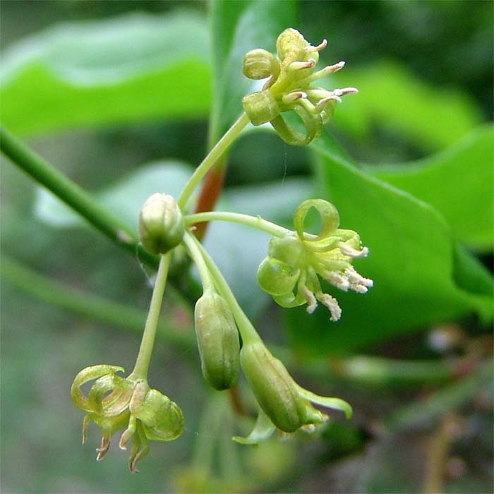 Изображение особи Smilax excelsa.