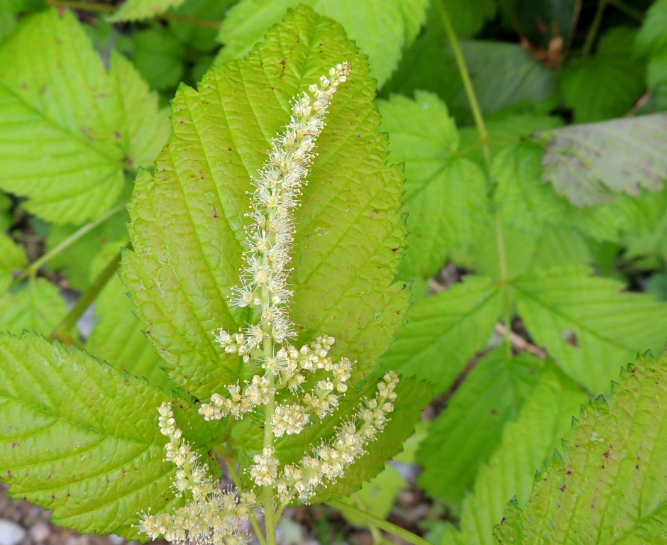 Изображение особи Aruncus dioicus.