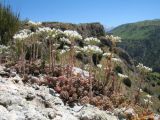 Sedum alberti. Цветущие растения. Южный Казахстан, Таласский Алатау, зап-к Аксу-Жабаглы, правая кромка каньона Аксу, 1650 м н.у.м. 20 июня 2013 г.