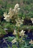 Filipendula ulmaria. Верхушка цветущего и плодоносящего растения. Республика Коми, Печоро-Илычский заповедник, долина реки Ыджыд-Ляга. 17.08.2014.